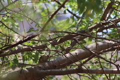 Campylorhynchus gularis