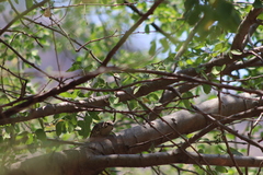 Campylorhynchus gularis