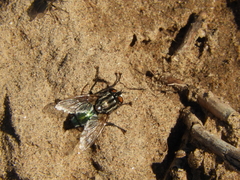 Sarconesia chlorogaster