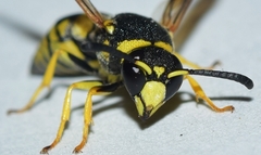 Euodynerus curictensis