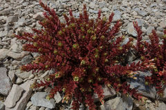 Epilobium pycnostachyum