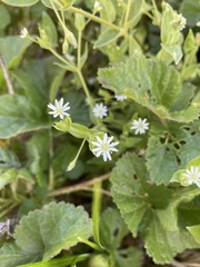 Stellaria littoralis