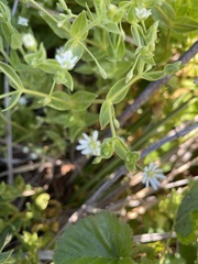 Stellaria littoralis