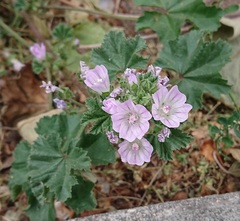 Malva neglecta