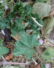 Malva neglecta
