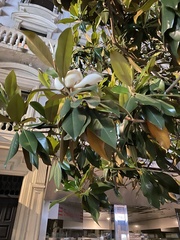 Magnolia grandiflora