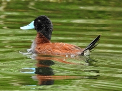 Andean Duck photo 4