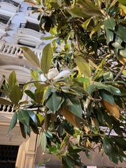 Magnolia grandiflora