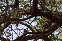Melanerpes uropygialis