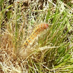 Paracles deserticola