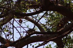 Melanerpes uropygialis