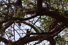 Melanerpes uropygialis