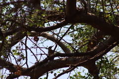 Melanerpes uropygialis