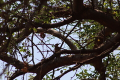 Melanerpes uropygialis