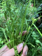 Carex corrugata