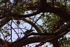 Melanerpes uropygialis