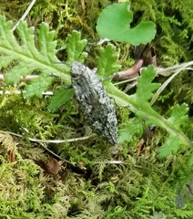 Texania campestris