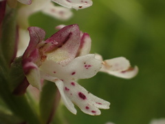 Neotinea ustulata ustulata