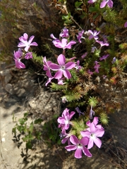 Linanthus californicus