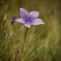 Wahlenbergia appressifolia