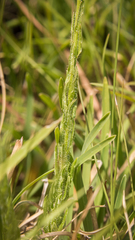 Wahlenbergia appressifolia