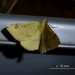 Lhommeia subapicata - Photo 由 Christine Sydes 所上傳的 (c) Christine Sydes，保留部份權利CC BY-NC