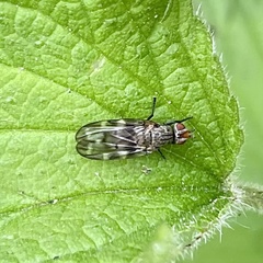 Otites guttata