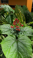 Clerodendrum paniculatum