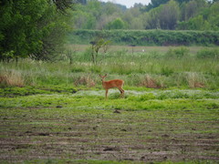 Odocoileus virginianus leucurus