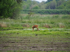 Odocoileus virginianus leucurus