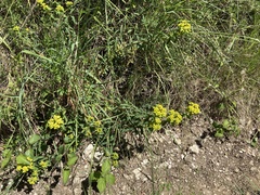 Euphorbia verrucosa