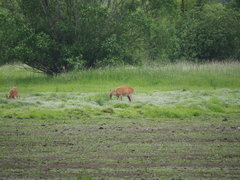 Odocoileus virginianus leucurus