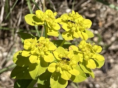 Euphorbia verrucosa