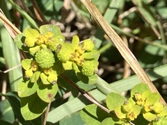 Euphorbia verrucosa