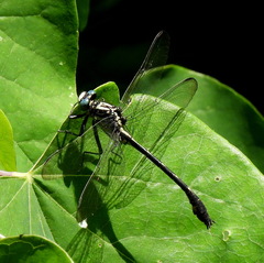 Dromogomphus spinosus