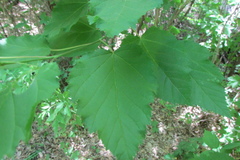 Acer tataricum