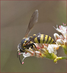 Bicyrtes capnopterus