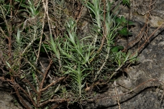 Helichrysum italicum