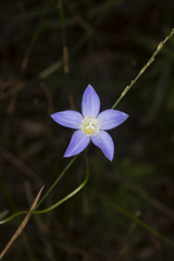 Wahlenbergia planiflora