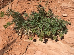 Lomatium latilobum