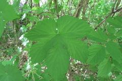Humulus lupulus
