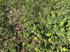 Euphorbia verrucosa
