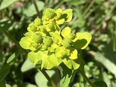 Euphorbia verrucosa