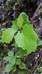 Senecio rufiglandulosus