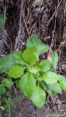 Senecio rufiglandulosus