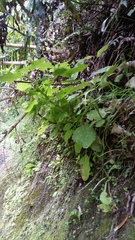 Senecio rufiglandulosus
