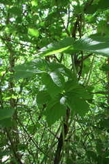 Humulus lupulus