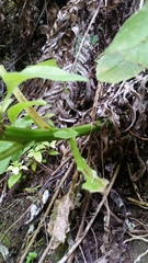 Senecio rufiglandulosus