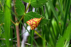 Hypercallia citrinalis