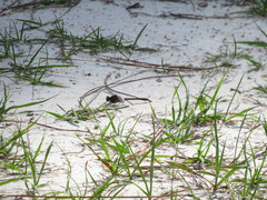 Phanogomphus minutus